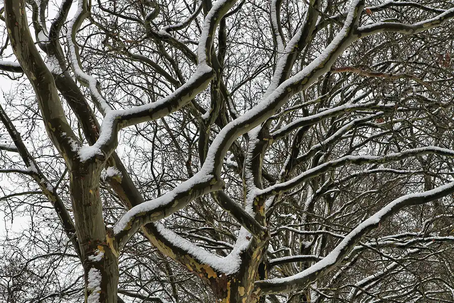 021 | 2012 | Berlin | Obersee-Orankesee-Park | © carsten riede fotografie