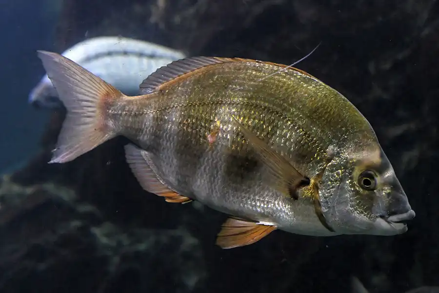 003 | 2012 | Barcelona | L´Aquarium | © carsten riede fotografie