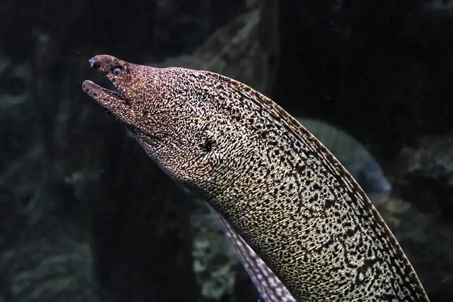 005 | 2012 | Barcelona | L´Aquarium | © carsten riede fotografie