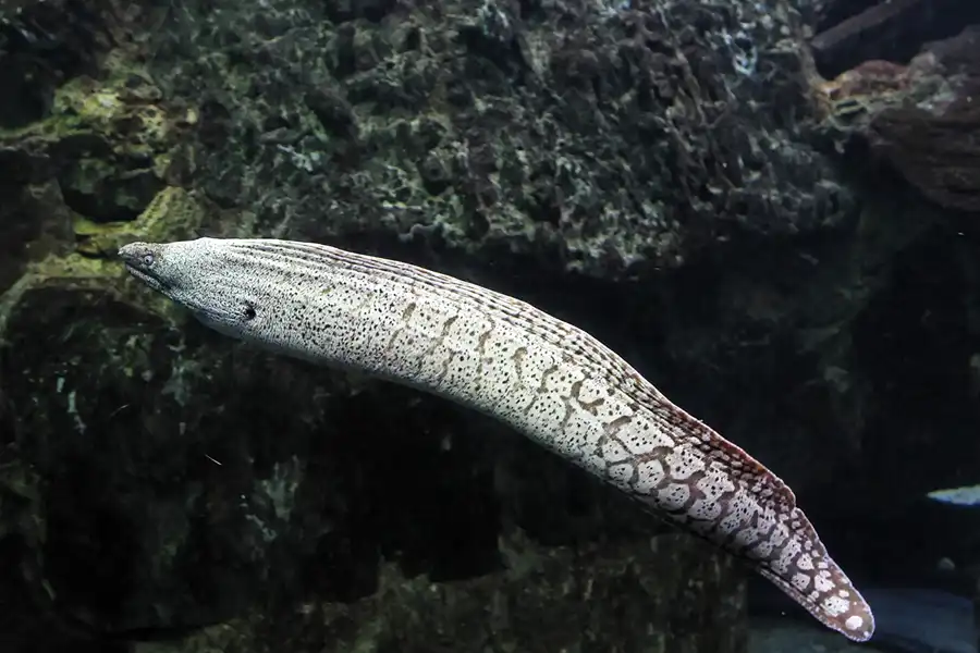 006 | 2012 | Barcelona | L´Aquarium | © carsten riede fotografie