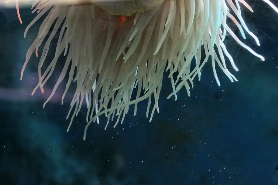 008 | 2012 | Barcelona | L´Aquarium | © carsten riede fotografie