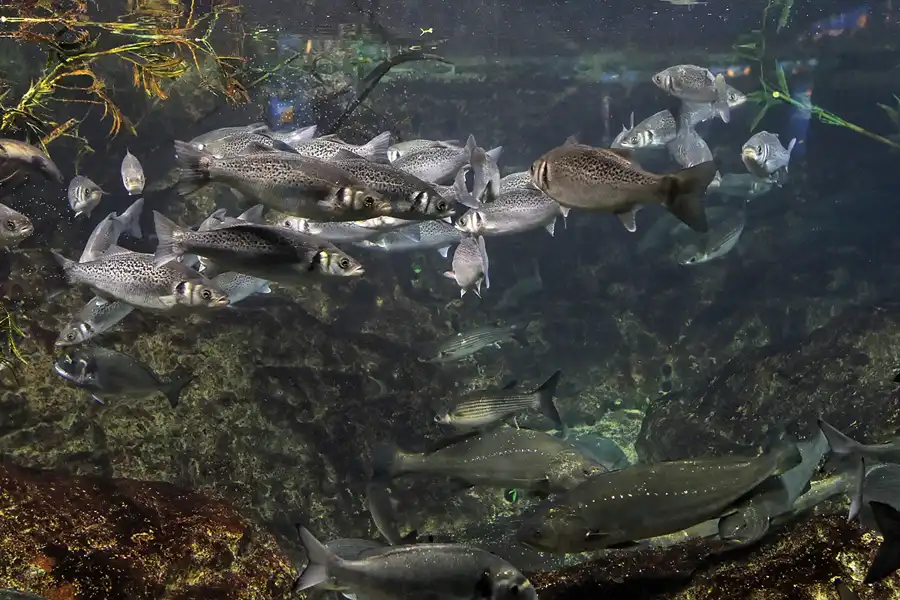 009 | 2012 | Barcelona | L´Aquarium | © carsten riede fotografie