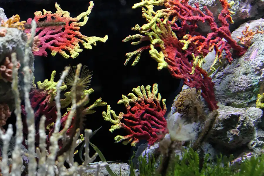 016 | 2012 | Barcelona | L´Aquarium | © carsten riede fotografie