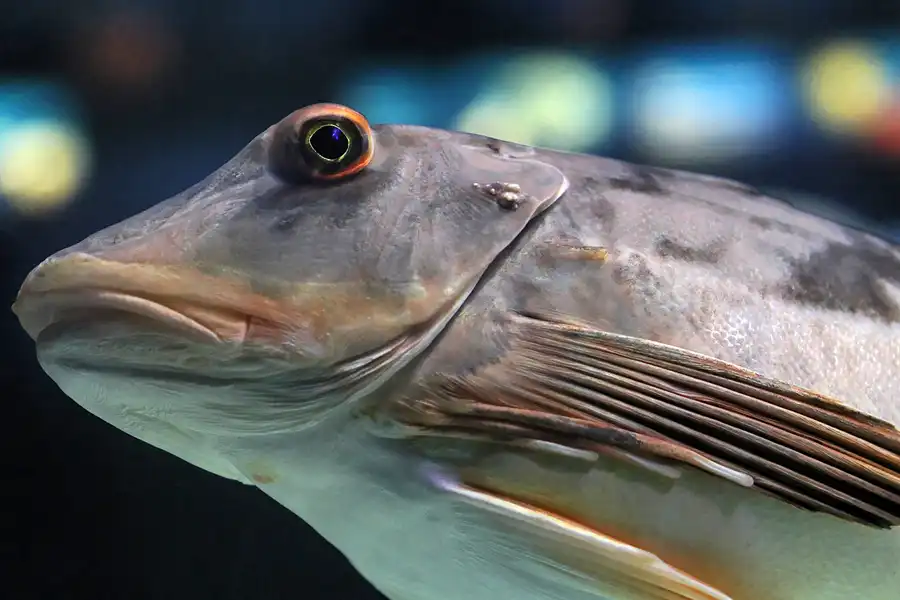 020 | 2012 | Barcelona | L´Aquarium | © carsten riede fotografie