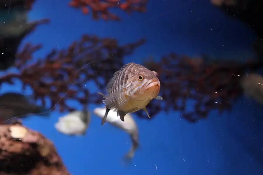 022 | 2012 | Barcelona | L´Aquarium | © carsten riede fotografie