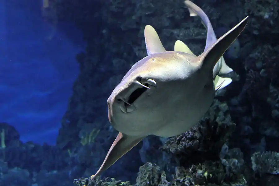 030 | 2012 | Barcelona | L´Aquarium | © carsten riede fotografie