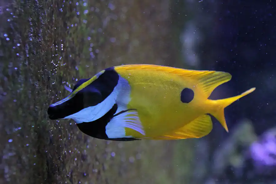 033 | 2012 | Barcelona | L´Aquarium | © carsten riede fotografie