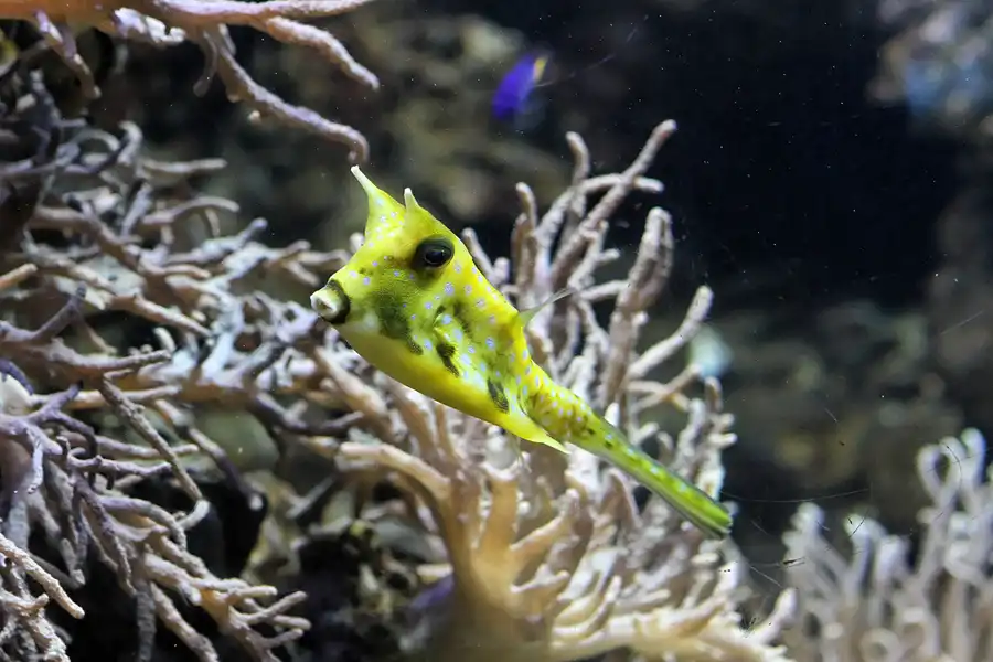 035 | 2012 | Barcelona | L´Aquarium | © carsten riede fotografie