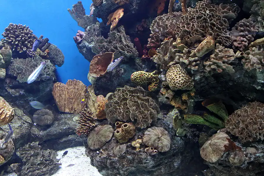 037 | 2012 | Barcelona | L´Aquarium | © carsten riede fotografie