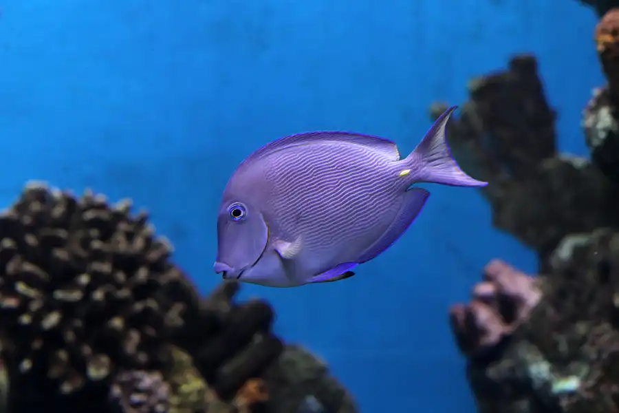 039 | 2012 | Barcelona | L´Aquarium | © carsten riede fotografie