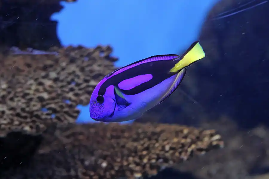 043 | 2012 | Barcelona | L´Aquarium | © carsten riede fotografie