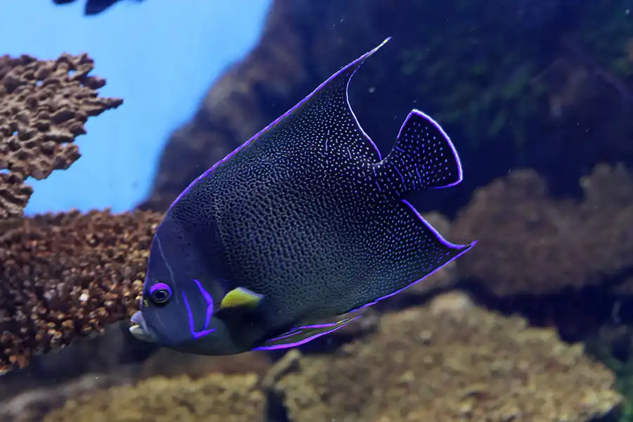 044 | 2012 | Barcelona | L´Aquarium | © carsten riede fotografie