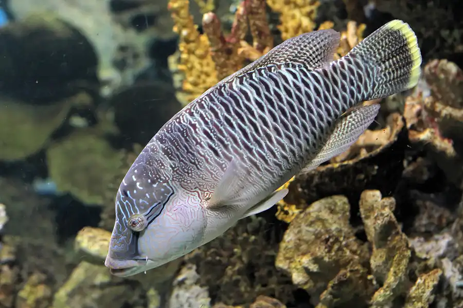 047 | 2012 | Barcelona | L´Aquarium | © carsten riede fotografie