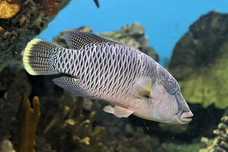 048 | 2012 | Barcelona | L´Aquarium | © carsten riede fotografie