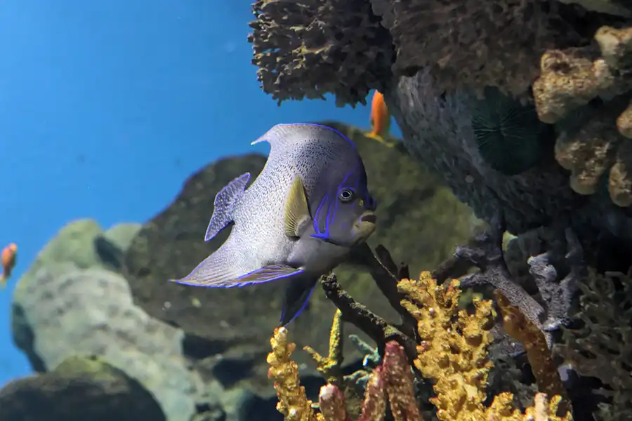 049 | 2012 | Barcelona | L´Aquarium | © carsten riede fotografie