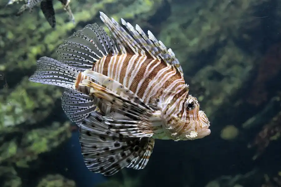 054 | 2012 | Barcelona | L´Aquarium | © carsten riede fotografie