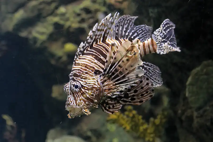 055 | 2012 | Barcelona | L´Aquarium | © carsten riede fotografie