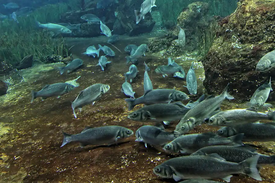 056 | 2012 | Barcelona | L´Aquarium | © carsten riede fotografie