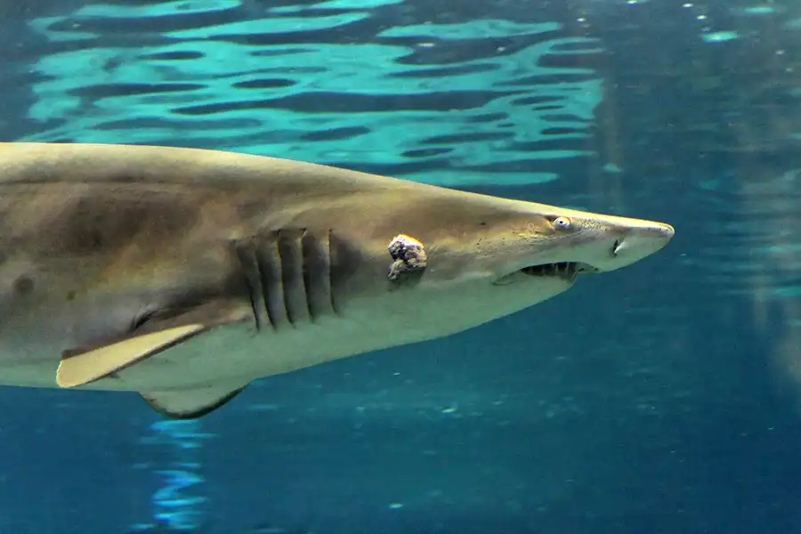 057 | 2012 | Barcelona | L´Aquarium | © carsten riede fotografie