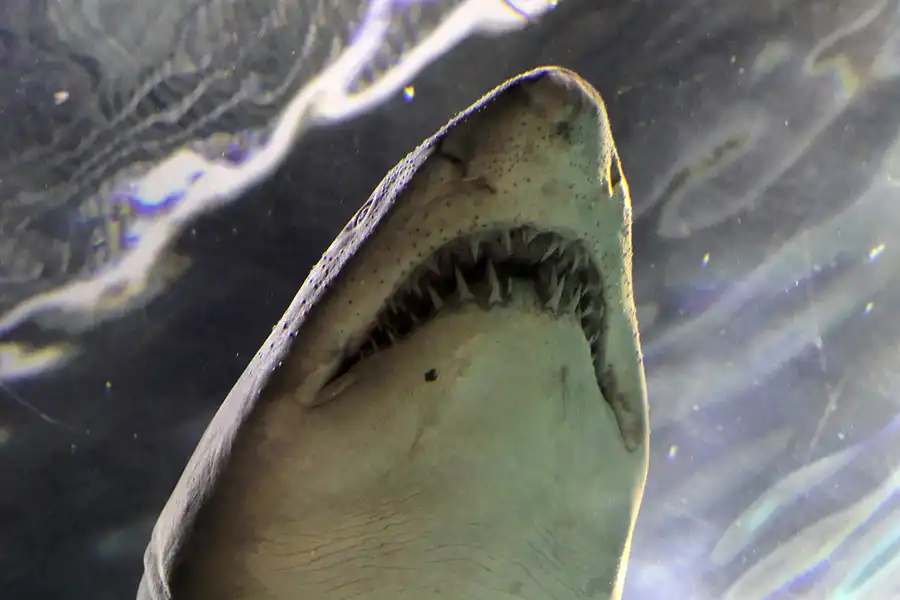 059 | 2012 | Barcelona | L´Aquarium | © carsten riede fotografie