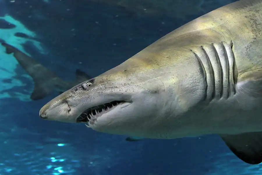 060 | 2012 | Barcelona | L´Aquarium | © carsten riede fotografie