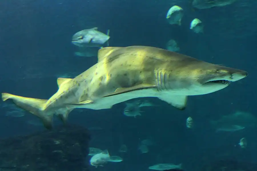 062 | 2012 | Barcelona | L´Aquarium | © carsten riede fotografie