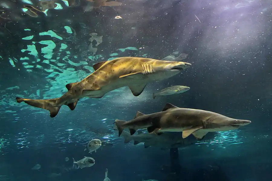 063 | 2012 | Barcelona | L´Aquarium | © carsten riede fotografie