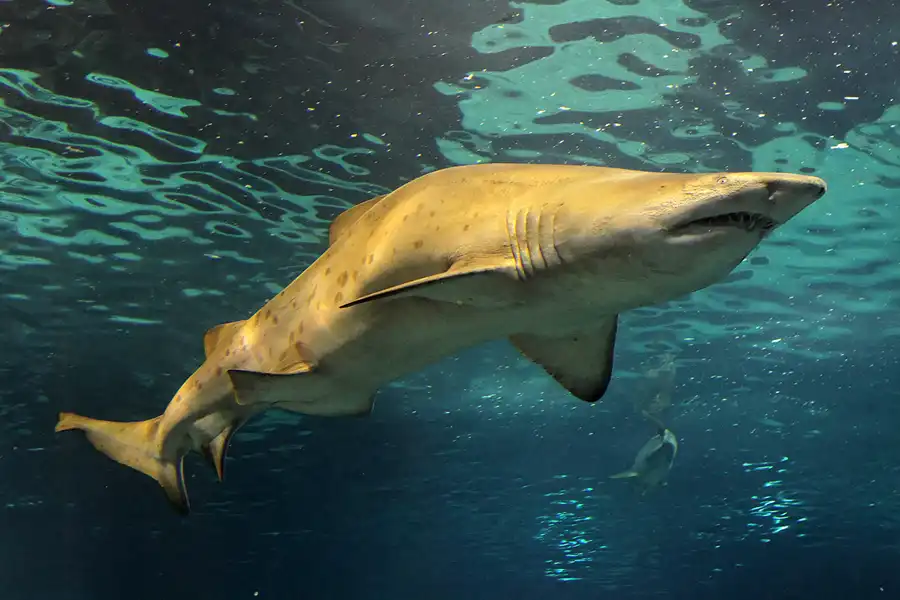 065 | 2012 | Barcelona | L´Aquarium | © carsten riede fotografie