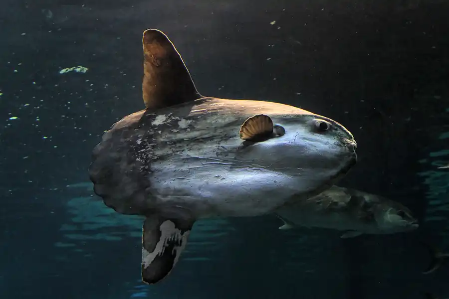 067 | 2012 | Barcelona | L´Aquarium | © carsten riede fotografie