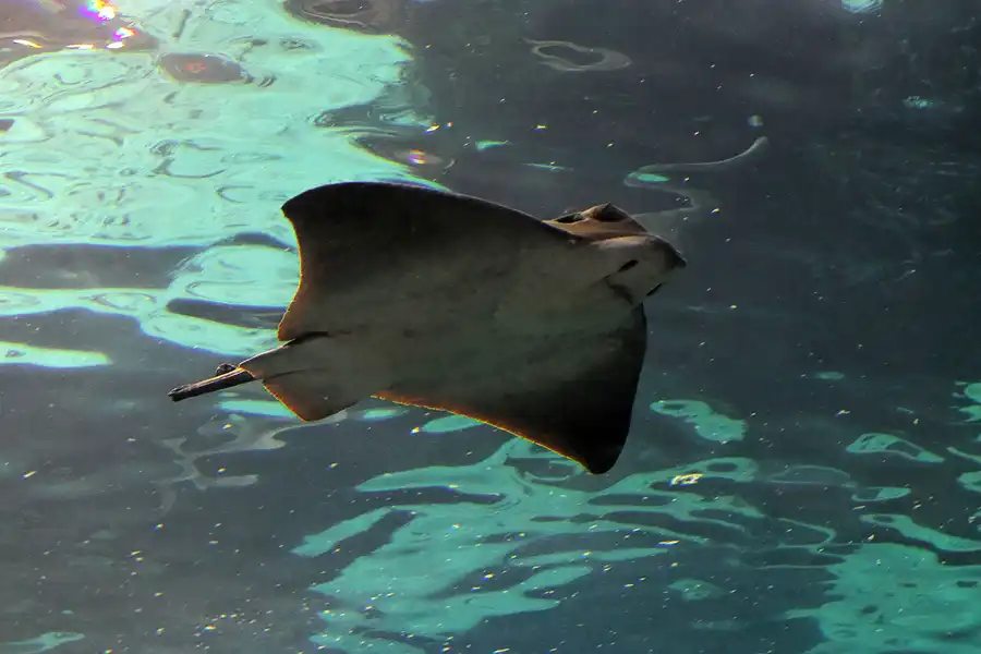 068 | 2012 | Barcelona | L´Aquarium | © carsten riede fotografie