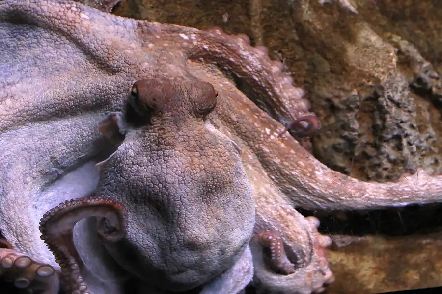 070 | 2012 | Barcelona | L´Aquarium | © carsten riede fotografie