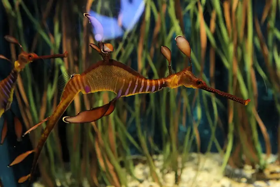 073 | 2012 | Barcelona | L´Aquarium | © carsten riede fotografie