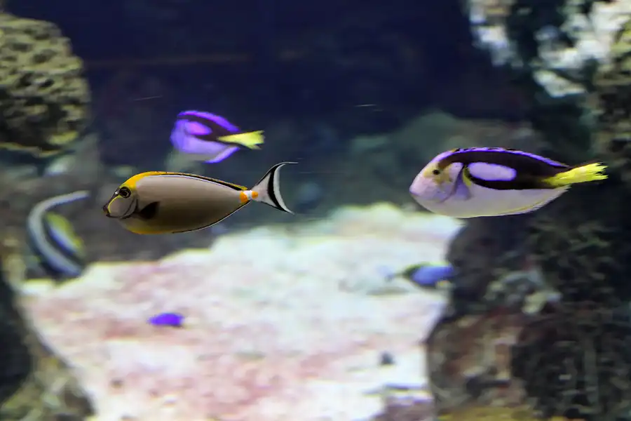 075 | 2012 | Barcelona | L´Aquarium | © carsten riede fotografie