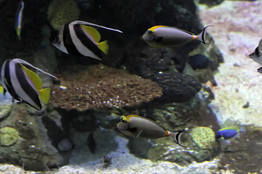 077 | 2012 | Barcelona | L´Aquarium | © carsten riede fotografie