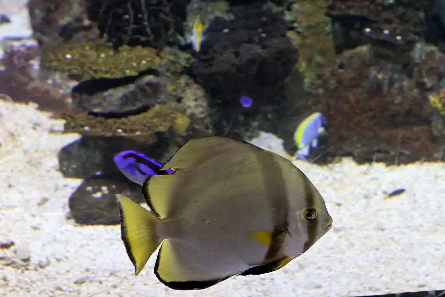 078 | 2012 | Barcelona | L´Aquarium | © carsten riede fotografie