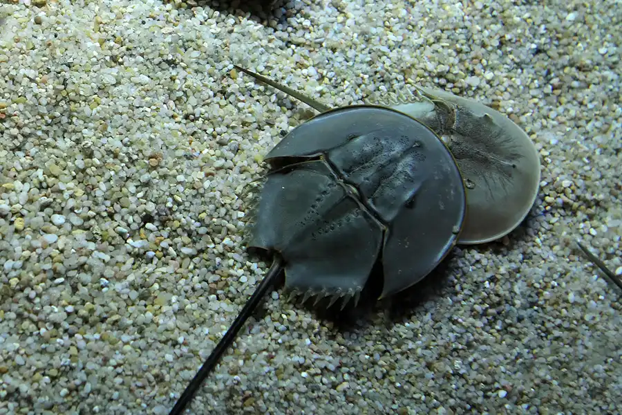 082 | 2012 | Barcelona | L´Aquarium | © carsten riede fotografie