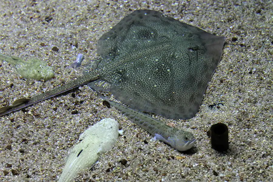 083 | 2012 | Barcelona | L´Aquarium | © carsten riede fotografie