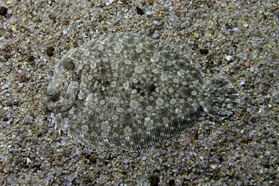 084 | 2012 | Barcelona | L´Aquarium | © carsten riede fotografie
