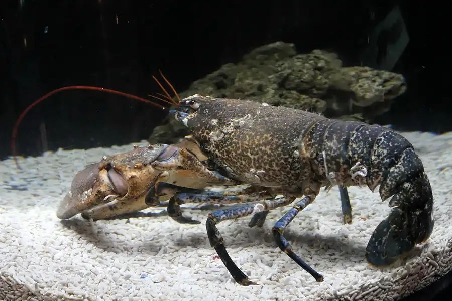 086 | 2012 | Barcelona | L´Aquarium | © carsten riede fotografie