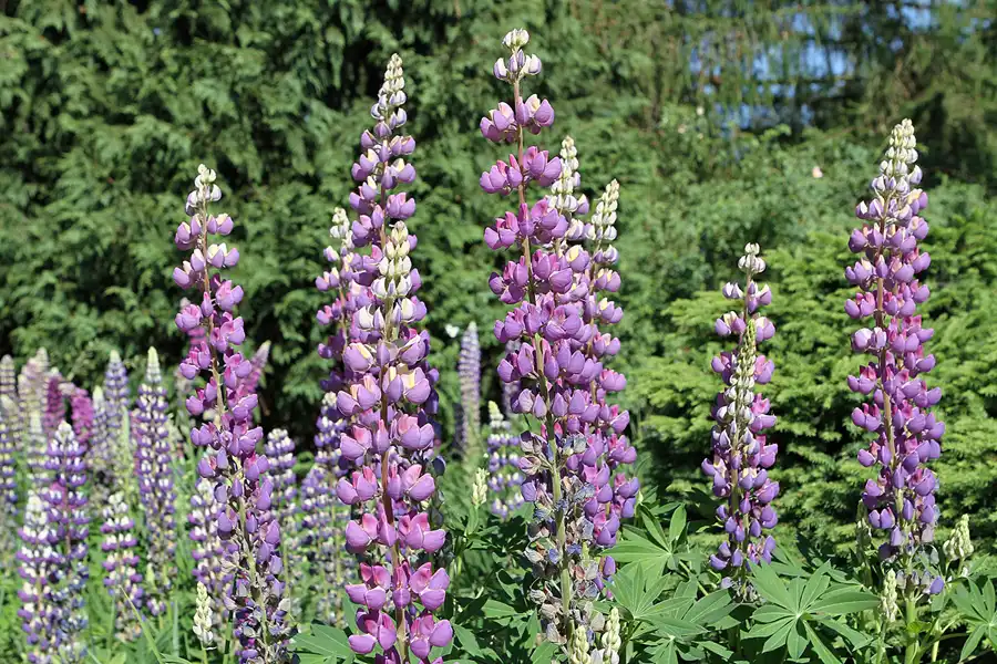 003 | 2012 | Berlin | Botanischer Volkspark Blankenfelde-Pankow | © carsten riede fotografie