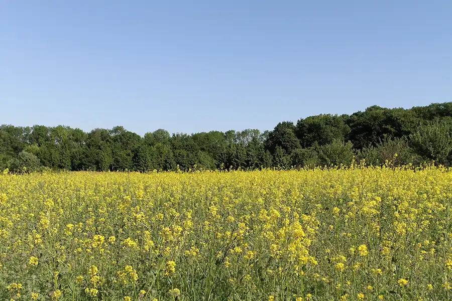 010 | 2012 | Berlin | Botanischer Volkspark Blankenfelde-Pankow | © carsten riede fotografie