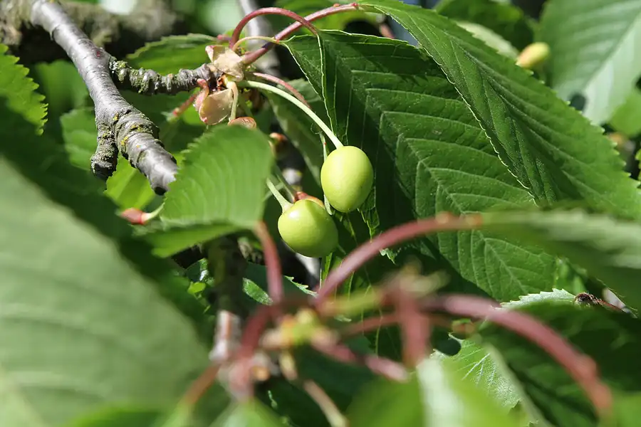 018 | 2012 | Berlin | Botanischer Volkspark Blankenfelde-Pankow | © carsten riede fotografie