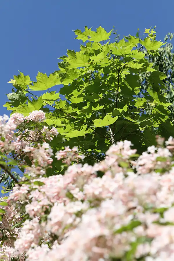 023 | 2012 | Berlin | Botanischer Volkspark Blankenfelde-Pankow | © carsten riede fotografie