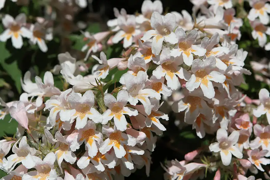 024 | 2012 | Berlin | Botanischer Volkspark Blankenfelde-Pankow | © carsten riede fotografie