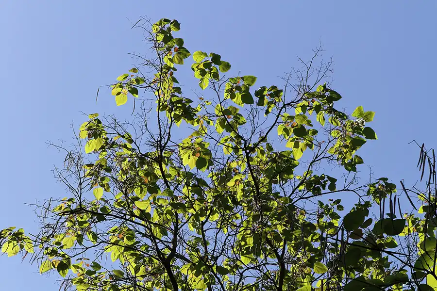 026 | 2012 | Berlin | Botanischer Volkspark Blankenfelde-Pankow | © carsten riede fotografie