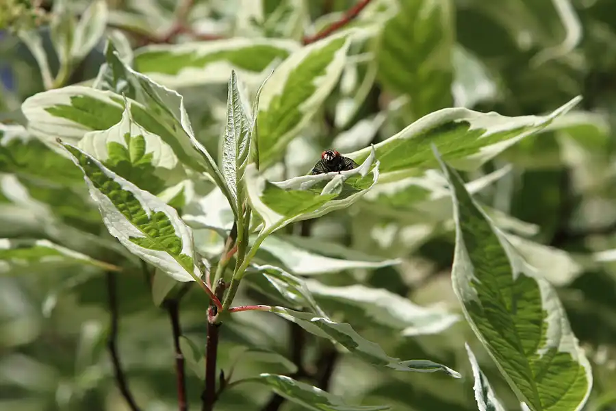 029 | 2012 | Berlin | Botanischer Volkspark Blankenfelde-Pankow | © carsten riede fotografie