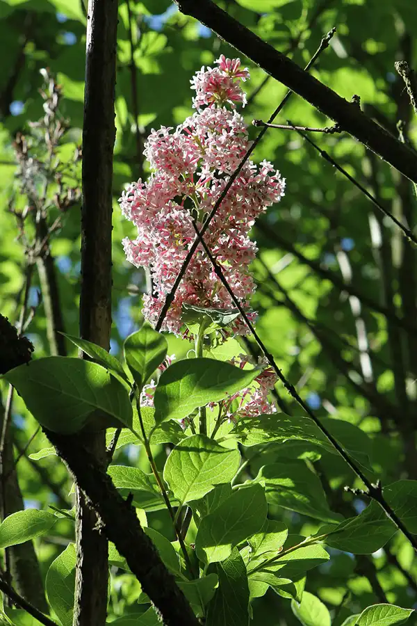 040 | 2012 | Berlin | Botanischer Volkspark Blankenfelde-Pankow | © carsten riede fotografie