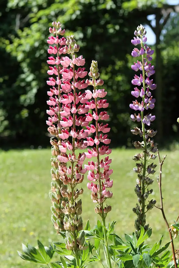 041 | 2012 | Berlin | Botanischer Volkspark Blankenfelde-Pankow | © carsten riede fotografie