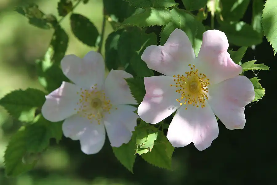 042 | 2012 | Berlin | Botanischer Volkspark Blankenfelde-Pankow | © carsten riede fotografie