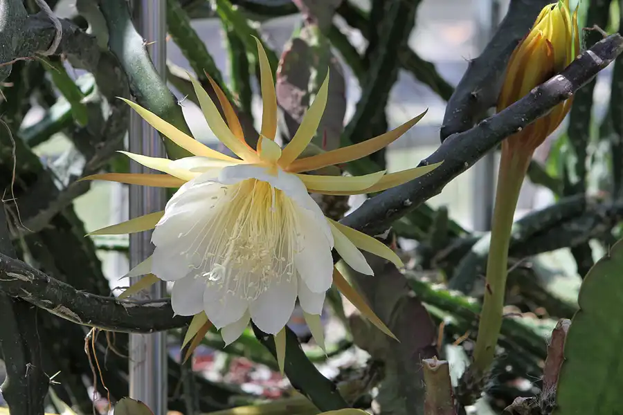 046 | 2012 | Berlin | Botanischer Volkspark Blankenfelde-Pankow | © carsten riede fotografie